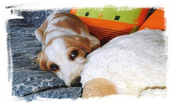 beagle - tn
