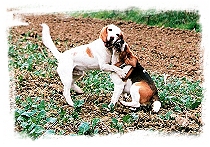 beagle, bgl