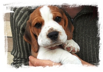 beagle, bgl